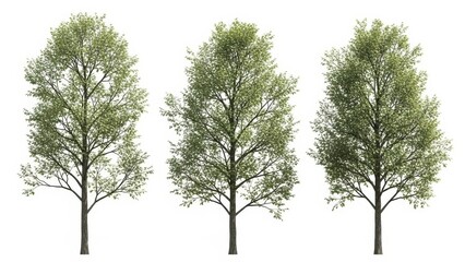 Three Green Trees Isolated on White Background, Nature, Spring Season
