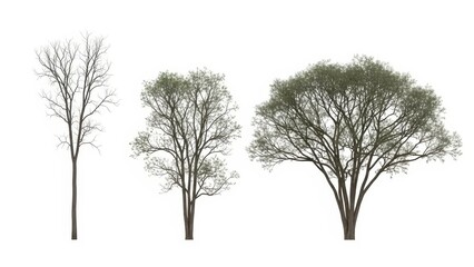 Tree Silhouette Set Isolated on White Background, Nature Elements