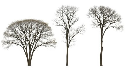 Bare Trees Isolated, Winter Season Silhouette Against White Background