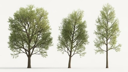 3D Render of Three Lush Green Trees on White, Isolated, Realistic Concept