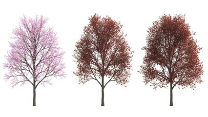 Three Vector Trees Isolated on White Spring, Summer, Autumn Seasons