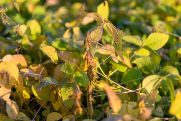 Obraz premium Soybean harvest view, Dewcovered mature soy pods, Inspecting ripened soybean stalks in morning dew, Field examination of mature soybean pods in early morning moisture