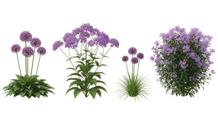 Purple Flowers Set Ornamental Allium, Verbena, and Other Flowering Plants on White