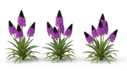 Purple Hyacinth Flowers 3D Render Isolated on White, Spring Floral Design