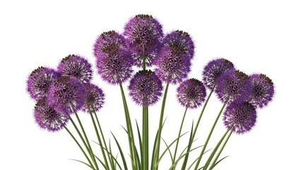 Purple Allium Flowers on White Background, Spring Bloom, Close-up