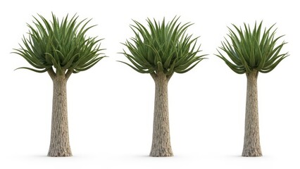 Three Aloe Dichotoma Trees, Succulent Desert Plants, Isolated on White Background