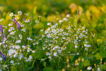 Daisy cluster blooming in soft afternoon light, delicate white petals contrasted with purple stems,...