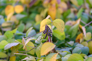 Plant pods represent supply chain and trade opportunities, Visual metaphor showing soybean pod arrangement to highlight product value and international trade connections