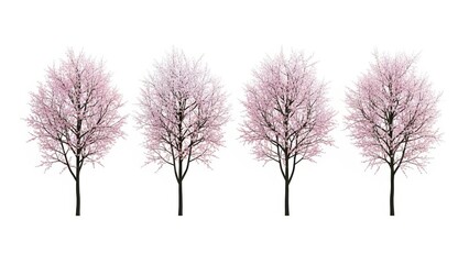 Blossom Trees Isolated on White Background, Spring Season Concept