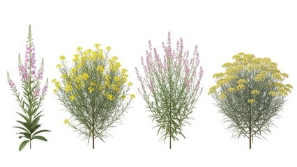 Set of 3D Rendered Wild Plants on White Background, Botanical Illustration