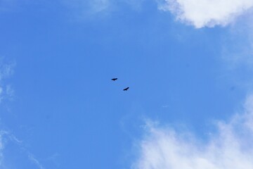 Obraz premium Pair of wild birds flying against a beautiful blue sky and fluffy clouds background.