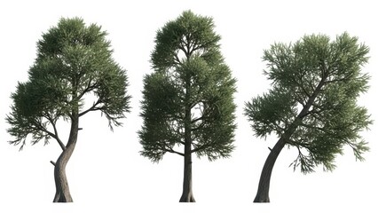 Set of 3 Green Trees Isolated, Trees for Architecture, Rendered, White Background