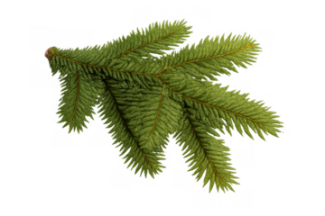 Green spruce fir branch with needles and foliage, signifying winter, christmas, and natural holiday decoration, transparent background