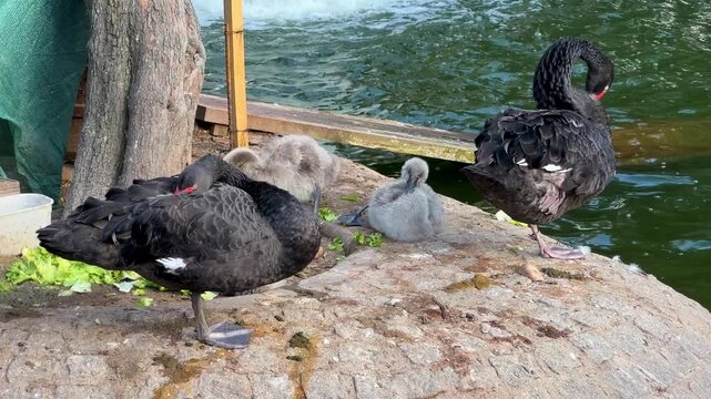 Black swans and their cygnets, baby swan, on the lake