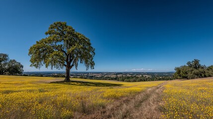 Obraz premium Sunflower field on summer day under blue sky, high resolution nature photography of blooming flowers in sunlight