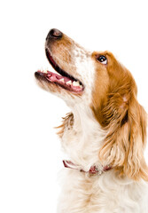 Portrait Russian spaniel dog, looking up, closeup, isolated on white background