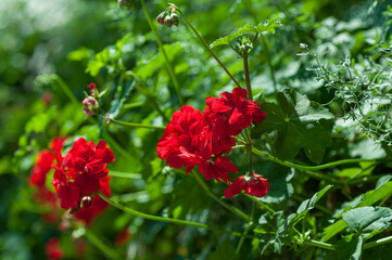 Obraz premium Red pelargonium flowers blooming on trailing stems among green foliage, outdoor garden setting, natural light, horizontal frame for gardening business, landscaping services and ornamental plant trade.