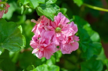 Pink double pelargonium geranium flowers with layered petals on green plant, outdoor growth, clean natural background for gardening brands, plant nurseries and landscape design use.