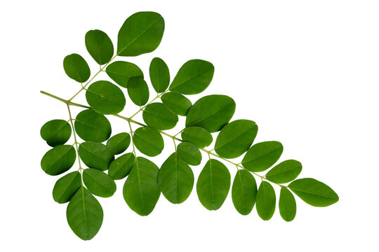 Fresh moringa leaves sprig, isolated on transparent background