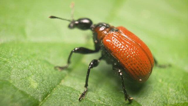  Close-up of the hazel leaf-roller weevil (Apoderus coryli).