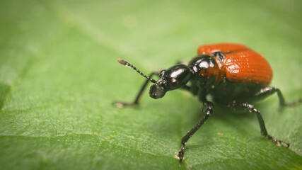 Vilnius, Lithuania — January 3, 2026. Close-up of the hazel leaf-roller weevil (Apoderus coryli) on a leaf. Static shot.