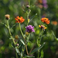 Obraz premium Various wildflowers blooming in a meadow on a sunny day