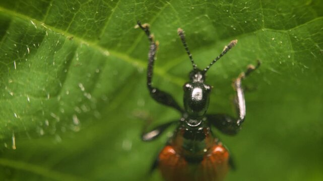 Extreme close-up shot of the hazel leaf-roller weevil (Apoderus coryli) on a leaf.