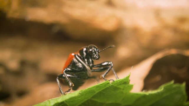 Vilnius, Lithuania &mdash; January 3, 2026. A close-up moment as the hazel leaf-roller weevil (Apoderus coryli) takes flight from a leaf.