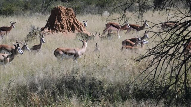 Springbok eating grass in the savannah,  Gazelle, Antidorcas marsupialis,  walking, Springbok, Etosha National Park, Namibia