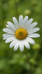Fototapeta premium “Beautiful White Daisy Flower with Yellow Center in Full Bloom, Macro Close-Up of Fresh Chamomile or Daisy Blossom Isolated Against Soft Green Blurred Background, Spring Nature and Floral Beauty Conce