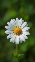 Fototapeta premium “Beautiful White Daisy Flower with Yellow Center in Full Bloom, Macro Close-Up of Fresh Chamomile or Daisy Blossom Isolated Against Soft Green Blurred Background, Spring Nature and Floral Beauty Conce
