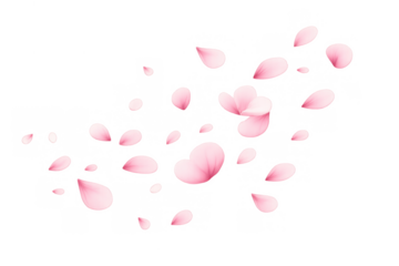 Cherry blossom petals flying, pink sakura flowers falling in spring, romantic floral design element