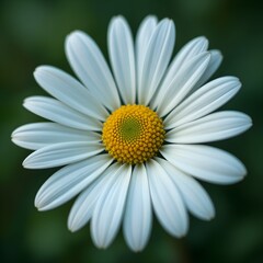 Fototapeta premium “Beautiful White Daisy Flower with Yellow Center in Full Bloom, Macro Close-Up of Fresh Chamomile or Daisy Blossom Isolated Against Soft Green Blurred Background, Spring Nature and Floral Beauty Conce