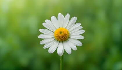 Obraz premium “Beautiful White Daisy Flower with Yellow Center in Full Bloom, Macro Close-Up of Fresh Chamomile or Daisy Blossom Isolated Against Soft Green Blurred Background, Spring Nature and Floral Beauty Conce