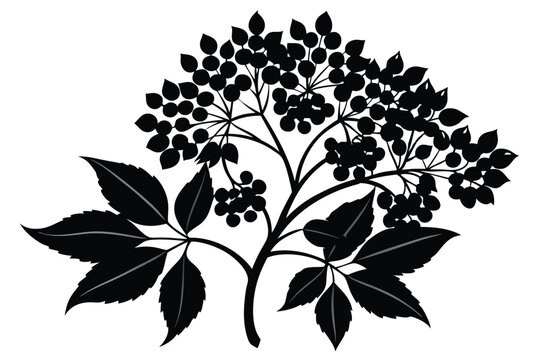 elderberry silhouette line art vector illustration