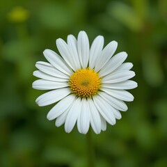 Fototapeta premium “Beautiful White Daisy Flower with Yellow Center in Full Bloom, Macro Close-Up of Fresh Chamomile or Daisy Blossom Isolated Against Soft Green Blurred Background, Spring Nature and Floral Beauty Conce