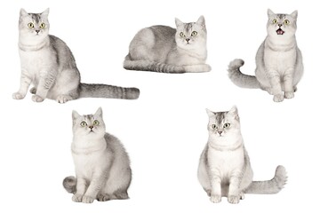 set of cute cat isolated © Svetlana