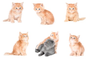 set of cute cat isolated © Svetlana