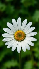 Obraz premium “Beautiful White Daisy Flower with Yellow Center in Full Bloom, Macro Close-Up of Fresh Chamomile or Daisy Blossom Isolated Against Soft Green Blurred Background, Spring Nature and Floral Beauty Conce