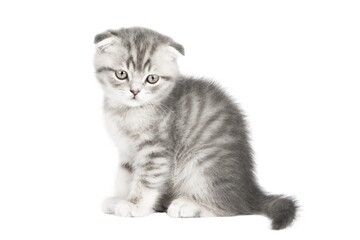 gray cat on isolated white background © Svetlana