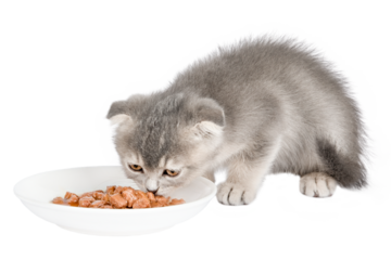 gray cat on isolated white background