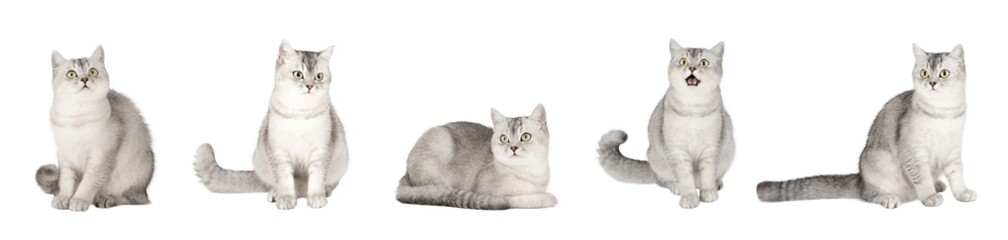 set of cute cat isolated © Svetlana