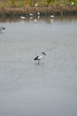Naklejka premium An asian openbill or ciconiidae bird is staying at water lake, looking to hunting some fish in the water. Animal living in nature scene.