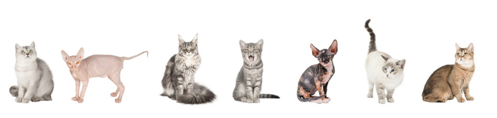set of cute cat isolated © Svetlana