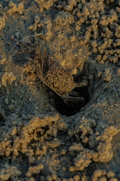 Fiddler Crab at Beach