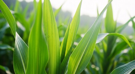 Obraz premium Close-up of vibrant green corn leaves in a lush field during daylight showcasing healthy crop growth and agricultural environment for farming and nature themes
