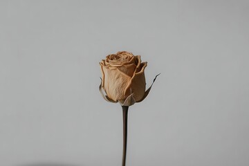 Single Dried Rose Isolated on Minimal Background