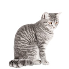 gray cat on isolated white background © Svetlana