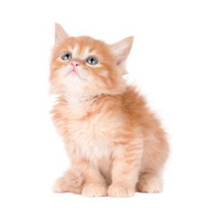 Little red Kitten Isolated On White Background