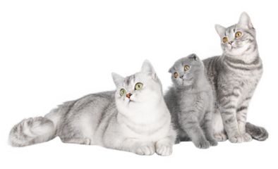 gray cat on isolated white background